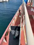 Bogserbåt till salu
