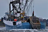 Purse seiner till salu