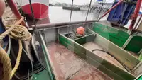 Levande fisktransportfartyg till salu