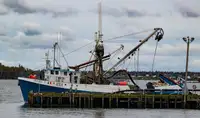 Purse seiner till salu