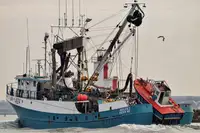 Purse seiner till salu